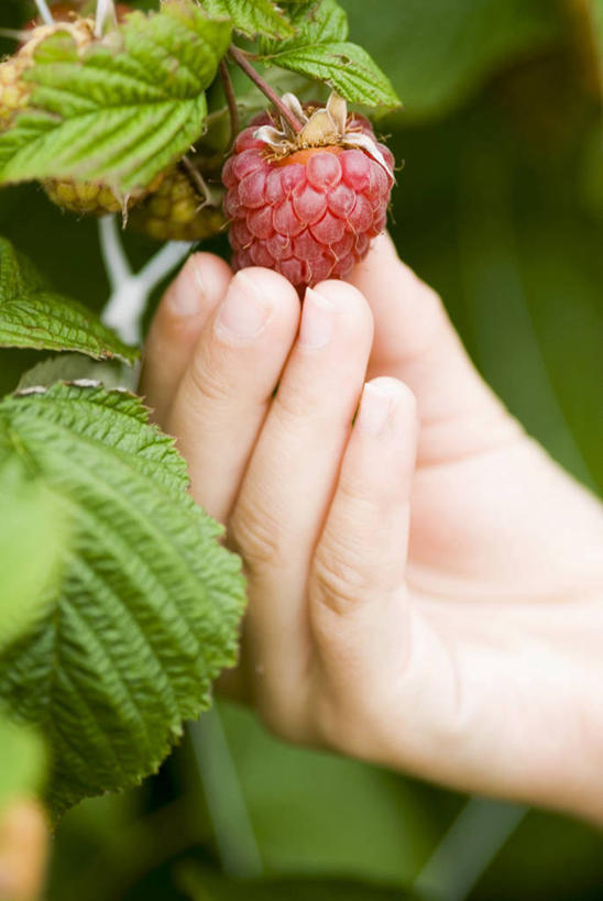 西方人,手,一个人,果园,竖图,室外,特写,白天,正面,田园,植物,水果,欧洲,欧洲人,仅一个年轻女性,仅一个女性,仅一个人,握,朦胧,模糊,新鲜,生食,食品,果实,果树,拿,拿着,树,树木,食物,绿色,自然,手部,握着,有机食品,绿色食品,生长,成长,单手,山莓,树莓,三月泡,四月泡,山抛子,刺葫芦,悬钩子,馒头菠,高脚菠,龙船泡,泡儿刺,田庄,园子,年轻女性,女人,女性,白种人,半身,彩图