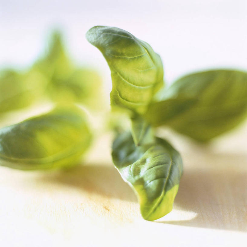 无人,竖图,俯视,室内,特写,白天,白色背景,植物,餐桌,桌子,叶子,阴影,朦胧,模糊,反射,影子,香料,绿叶,草药,中药,香草,嫩叶,摄影,影棚,餐台,罗勒,紫苏,药材,中草药,九层塔,圣约瑟夫草,甜罗勒,兰香,中药材,本草,叶,叶片,彩图,高角度拍摄,影棚拍摄,拍摄