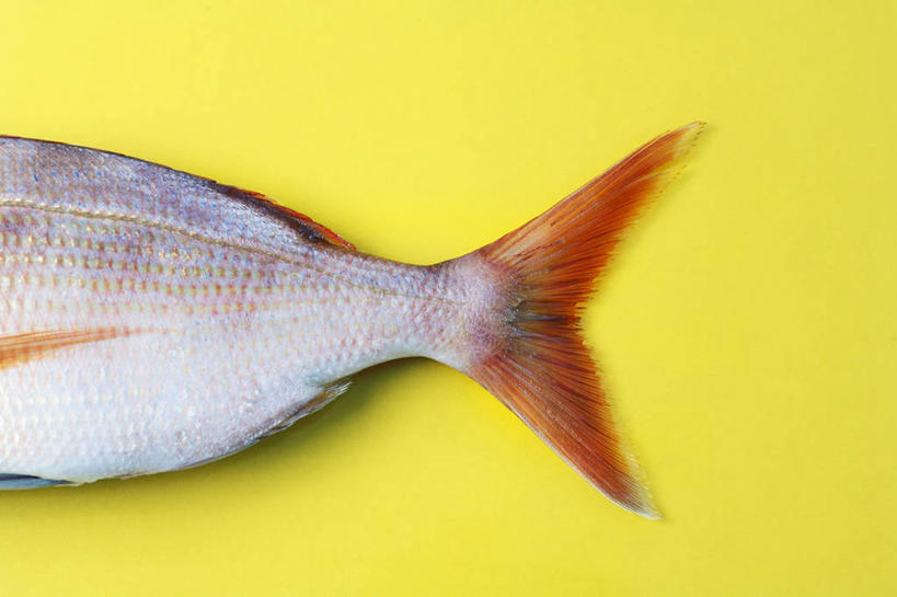 海鲜,无人,横图,俯视,室内,特写,白天,桌面,桌子,一条,阴影,黄色背景,反射,木制,影子,鲷鱼,水产,海洋生物,木制品,摄影,影棚,鲷,加吉鱼,铜盆鱼,水生动物,海产品,水生物,海底动物,班加吉,加真鲷,半身,彩图,高角度拍摄,影棚拍摄,拍摄