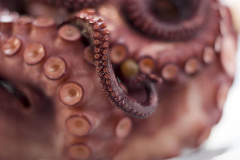 海鲜,无人,横图,俯视,室内,特写,白天,桌面,桌子,章鱼,阴影,朦胧,模糊,反射,木制,影子,水产,海洋生物,木制品,石吸,死牛,望潮,坐蛸,水生动物,海产品,水生物,海底动物,石居,八爪鱼,彩图,高角度拍摄