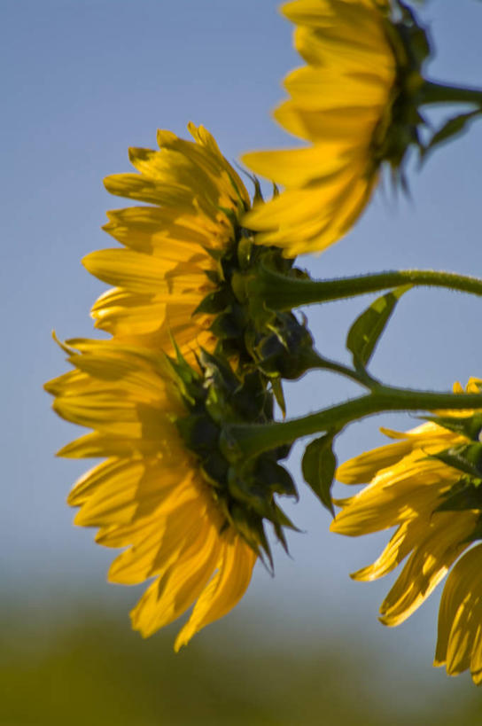 无人,竖图,室外,特写,白天,正面,爱情,幸福,花海,花圃,太阳,植物,向日葵,叶子,阴影,朦胧,模糊,盛开,光线,影子,花蕾,花,花瓣,花朵,花卉,鲜花,黄色,蓝色,绿色,蓝天,天空,阳光,花丛,花束,花田,天,花苞,花蕊,晴朗,光辉,沉默,忠诚,万里无云,勇敢,投缘,爱慕,高傲,朝阳花,葵花,望日莲,向阳花,转日莲,晴空,晴空万里,彩图
