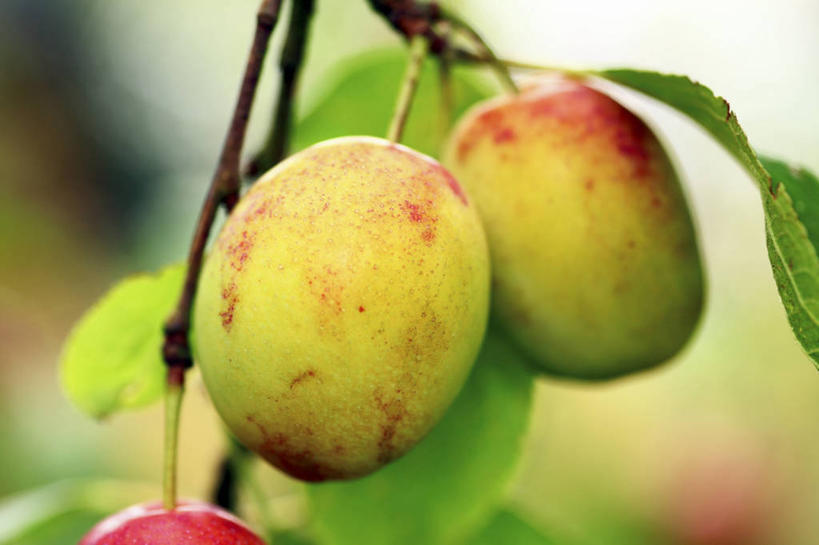 无人,果园,横图,室外,特写,白天,正面,田园,植物,李子,水果,叶子,朦胧,模糊,新鲜,纹理,生食,食品,果实,果树,绿叶,枝条,树,树木,树枝,食物,绿色,自然,嫩叶,有机食品,绿色食品,生长,成长,肌理,田庄,虬枝,枝杈,红李,鸡血李,杏李,园子,叶,叶片,叶脉,彩图