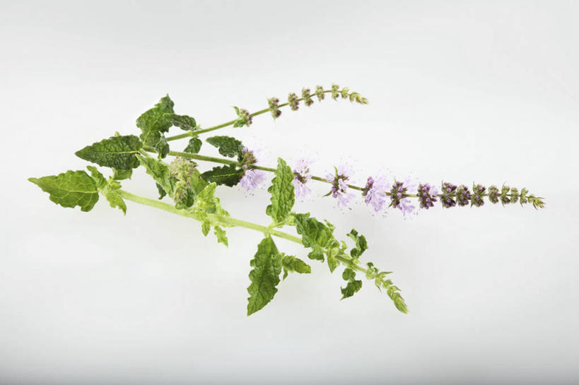 无人,横图,俯视,室内,特写,白天,白色背景,植物,桌面,桌子,叶子,阴影,盛开,反射,木制,纹理,影子,薄荷,绿叶,银丹草,花蕾,花,花瓣,花朵,鲜花,绿色,木制品,花苞,花蕊,嫩叶,摄影,影棚,肌理,斑叶凤梨薄荷,苹果薄荷,夜息香,叶,叶片,叶脉,彩图,高角度拍摄,影棚拍摄,拍摄