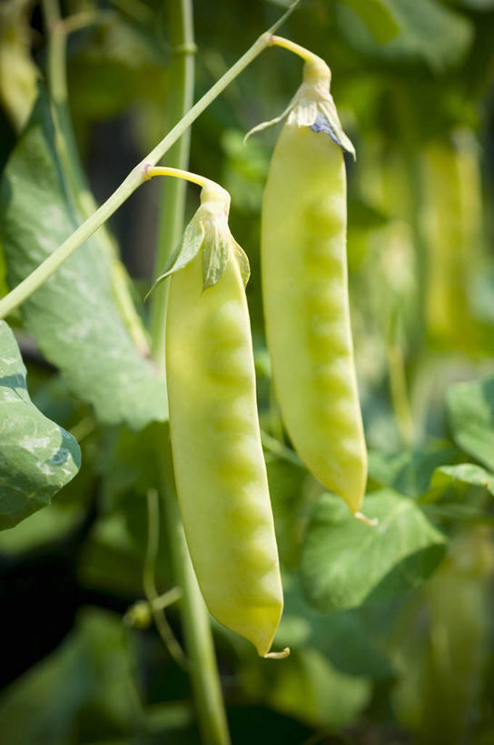 无人,农田,竖图,室外,特写,白天,正面,庄稼,农作物,植物,蔬菜,叶子,朦胧,模糊,新鲜,纹理,豆类,豆子,豌豆,食品,绿叶,荷兰豆,食物,绿色,嫩叶,有机食品,绿色食品,雪豆,豆科,肌理,寒豆,毕豆,麻累,国豆,小寒豆,麦豌豆,叶,叶片,叶脉,彩图,耕地,庄稼田