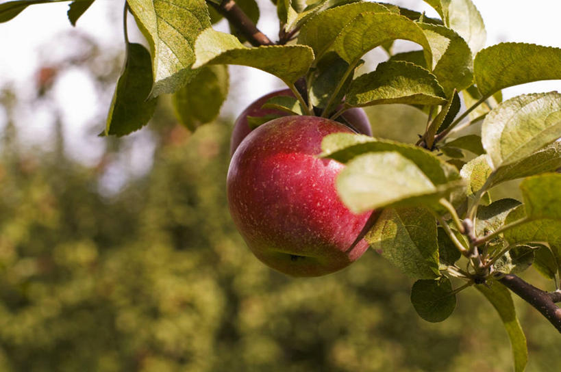 无人,果园,横图,室外,特写,白天,正面,田园,植物,苹果,水果,叶子,吊挂,悬挂,阴影,朦胧,模糊,新鲜,光线,影子,生食,食品,果实,果树,绿叶,枝条,挂,树,树木,树枝,食物,一个,红色,绿色,阳光,自然,红苹果,嫩叶,有机食品,绿色食品,生长,单个,成长,田庄,虬枝,枝杈,园子,叶,叶片,彩图