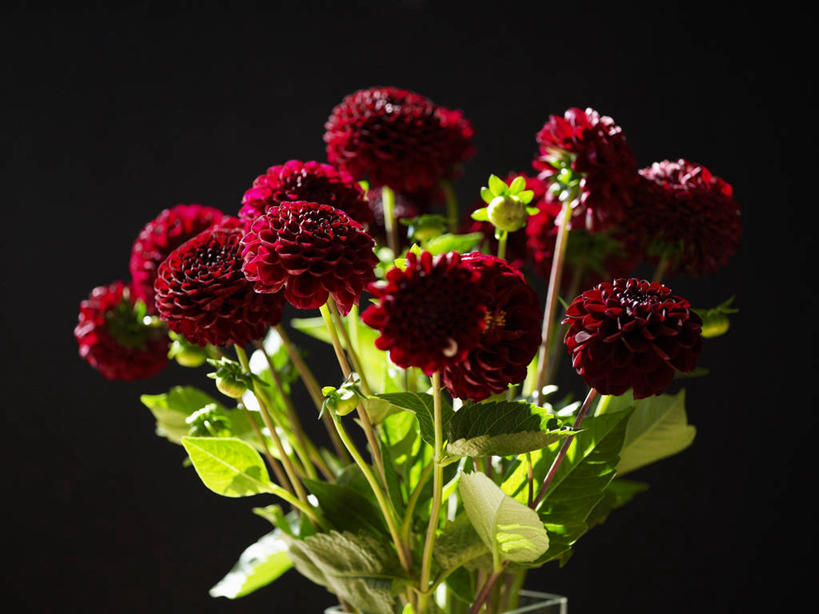 无人,横图,室内,特写,白天,正面,植物,叶子,阴影,黑色背景,盛开,反射,纹理,影子,大丽花,绿叶,花蕾,花,花瓣,花朵,鲜花,红色,绿色,花苞,花蕊,嫩叶,菊花,摄影,影棚,大理花,大丽菊,肌理,富丽,大方,叶,叶片,叶脉,彩图,影棚拍摄,拍摄
