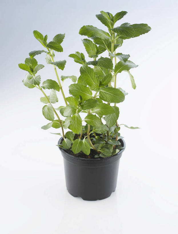 无人,竖图,俯视,室内,特写,白天,白色背景,植物,桌面,桌子,叶子,阴影,反射,木制,盆栽,纹理,影子,薄荷,绿叶,银丹草,盆景,绿色,自然,木制品,嫩叶,摄影,影棚,生长,成长,肌理,斑叶凤梨薄荷,苹果薄荷,夜息香,叶,叶片,叶脉,彩图,高角度拍摄,影棚拍摄,拍摄