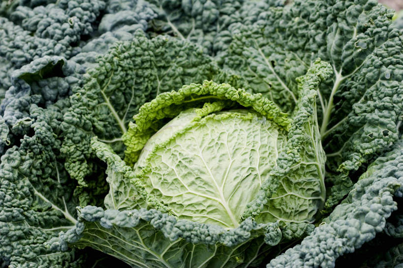 无人,横图,俯视,室内,特写,白天,植物,蔬菜,椰菜,卷心菜,叶子,新鲜,纹理,食品,绿叶,食物,绿色,嫩叶,甘蓝,有机食品,绿色食品,肌理,叶,叶片,叶脉,结球甘蓝,甘兰,包心菜,彩图,高角度拍摄