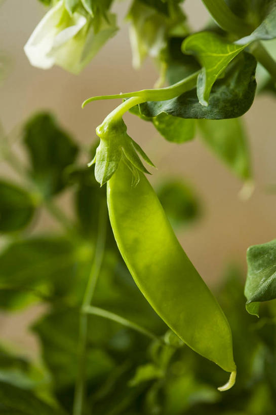 无人,农田,竖图,室外,特写,白天,正面,庄稼,农作物,植物,蔬菜,叶子,朦胧,模糊,新鲜,盛开,纹理,豆类,豆子,豌豆,食品,绿叶,花蕾,荷兰豆,花,花瓣,花朵,鲜花,食物,绿色,花苞,花蕊,嫩叶,有机食品,绿色食品,雪豆,豆科,肌理,寒豆,毕豆,麻累,国豆,小寒豆,麦豌豆,叶,叶片,叶脉,彩图,耕地,庄稼田