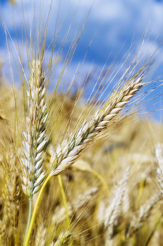 无人,农田,竖图,室外,特写,白天,正面,庄稼,农作物,小麦,美景,阴影,朦胧,模糊,光线,影子,景观,云,云朵,谷物,云彩,蓝色,白云,蓝天,天空,阳光,自然,天,景色,麦子,晴朗,自然风光,晴空,彩图,耕地,庄稼田