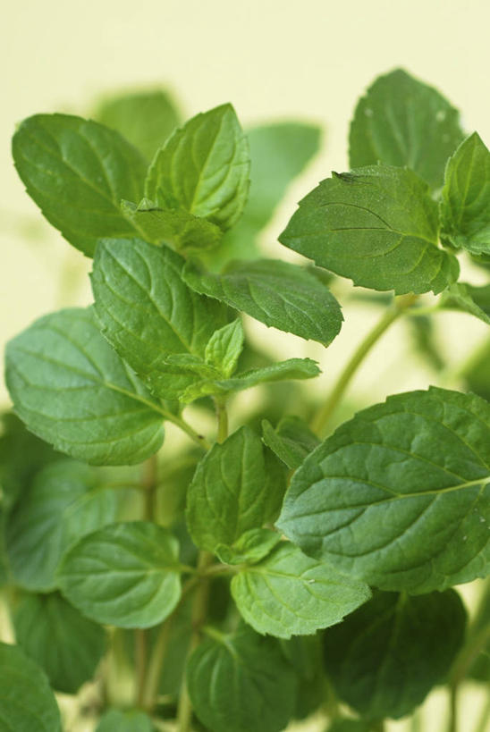 无人,竖图,俯视,室内,特写,白天,植物,叶子,阴影,黄色背景,反射,纹理,影子,薄荷,绿叶,银丹草,绿色,嫩叶,摄影,影棚,肌理,斑叶凤梨薄荷,夜息香,胡椒薄荷,叶,叶片,叶脉,彩图,高角度拍摄,影棚拍摄,拍摄