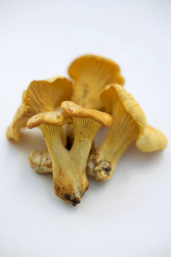 无人,竖图,俯视,室内,特写,白天,白色背景,餐桌,桌子,蔬菜,五个,许多,阴影,新鲜,反射,影子,菌菇,食品,菌类,食物,黄色,食用菌,摄影,有机食品,绿色食品,影棚,餐台,鸡油菌,杏黄菌,杏菌,彩图,高角度拍摄,影棚拍摄,拍摄