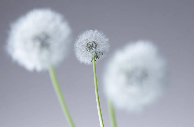 无人,横图,室内,特写,白天,正面,爱情,蒲公英,三朵,一排,阴影,灰色背景,整齐,盛开,反射,影子,花蕾,花,花瓣,花朵,鲜花,排列,白色,花苞,花蕊,摄影,影棚,队列,开朗,蒲公草,尿床草,彩图,影棚拍摄,拍摄