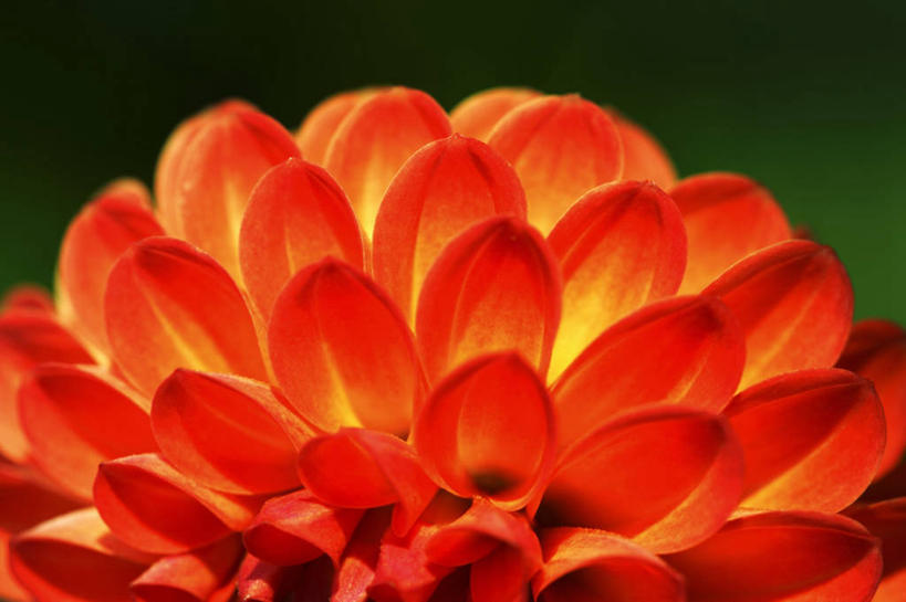 无人,横图,俯视,室外,特写,白天,兴奋,热情,草地,草坪,美景,植物,朦胧,模糊,盛开,景观,大丽花,开放,花蕾,草,花,花瓣,花朵,鲜花,一朵,红色,绿色,自然,花苞,花蕊,健康,温暖,菊花,景色,奔放,活力,积极,激情,朝气,大理花,暖色,吉祥,生命,自然风光,饱满,大丽菊,富丽,大方,革命,热烈,赤色,充实,斗志,喜气,主动,彩图,高角度拍摄,欢乐