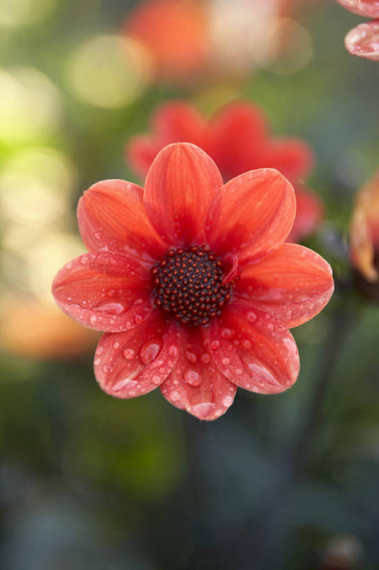 无人,竖图,室外,特写,白天,正面,美景,叶子,阴影,朦胧,模糊,盛开,光线,影子,景观,大丽花,绿叶,花蕾,花,花瓣,花朵,鲜花,一朵,红色,阳光,自然,花苞,花蕊,嫩叶,菊花,景色,大理花,自然风光,大丽菊,富丽,大方,叶,叶片,彩图