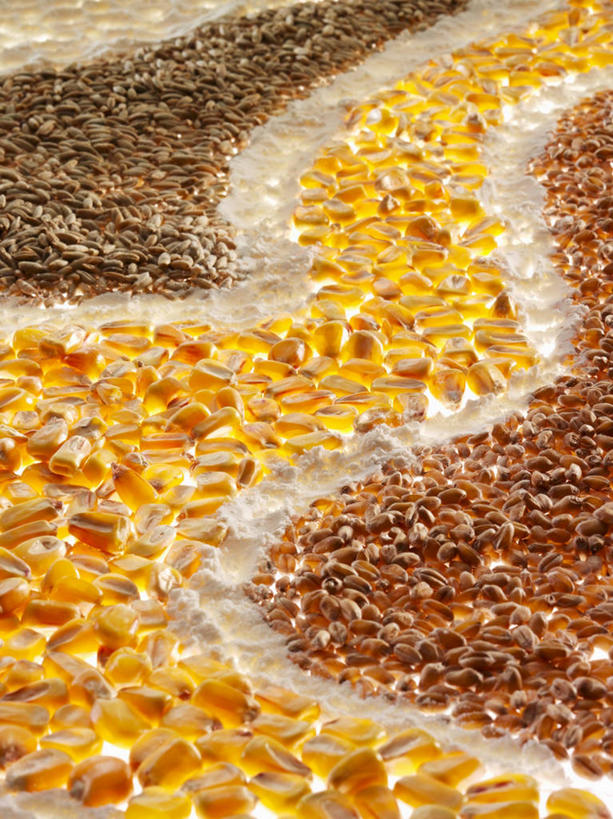 无人,竖图,俯视,室内,特写,白天,玉米,餐桌,桌子,蔬菜,一堆,阴影,堆叠,堆积,新鲜,反射,棒子,粉末,影子,玉蜀黍,面粉,食品,粮食,食物,粉,有机食品,绿色食品,餐台,堆,农产品,苞米,苞芦,原材料,苞谷,包谷,大蜀黍,番麦,薏米包,玉高粱,玉麦,珍珠米,粉状,彩图,高角度拍摄,甜玉米