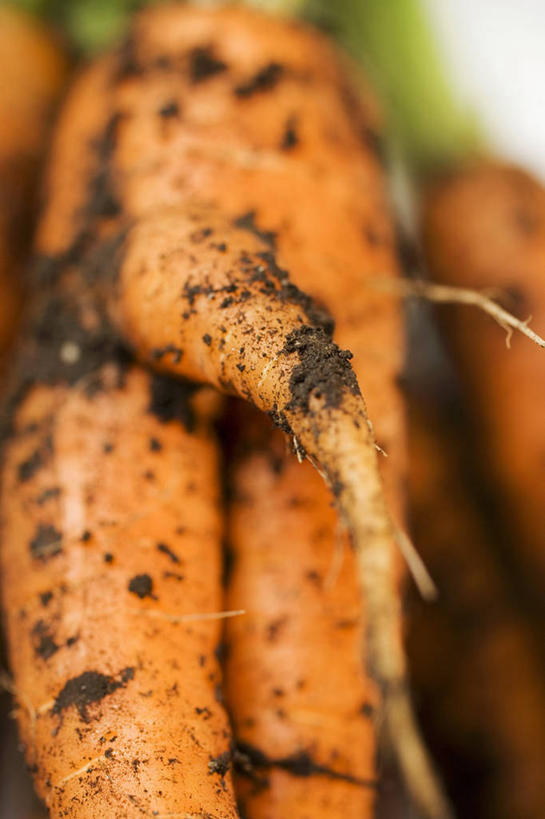 无人,竖图,俯视,室内,特写,白天,餐桌,桌子,萝卜,胡萝卜,蔬菜,一堆,许多,阴影,堆叠,堆积,朦胧,模糊,新鲜,反射,影子,泥土,土壤,食品,很多,食物,橙色,肮脏,有机食品,绿色食品,餐台,堆,邋遢,龌龊,污秽,红萝卜,甘荀,彩图,高角度拍摄