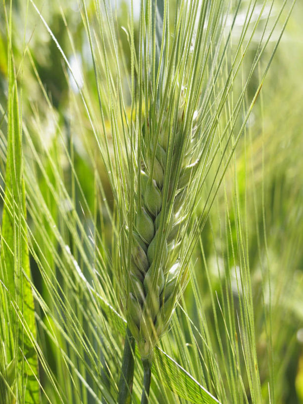 无人,农田,竖图,室外,特写,白天,正面,庄稼,农作物,小麦,美景,叶子,阴影,朦胧,模糊,新鲜,光线,影子,景观,谷物,绿叶,绿色,阳光,自然,嫩叶,景色,麦子,青春,生命,自然风光,和平,安详,冷色,叶,叶片,彩图,耕地,庄稼田