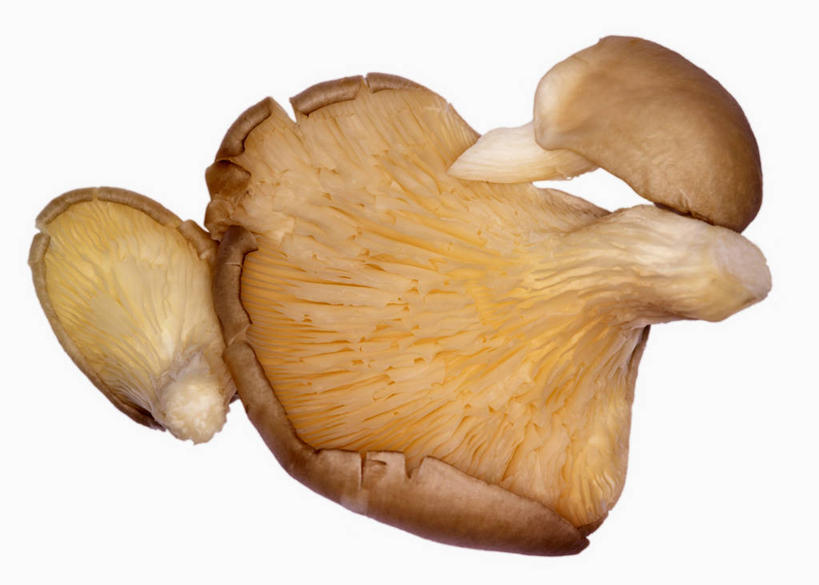 无人,横图,室内,特写,白天,白色背景,正面,蔬菜,阴影,新鲜,反射,影子,菌菇,蘑菇,食品,菌类,食物,三个,食用菌,摄影,有机食品,绿色食品,影棚,彩图,影棚拍摄,拍摄