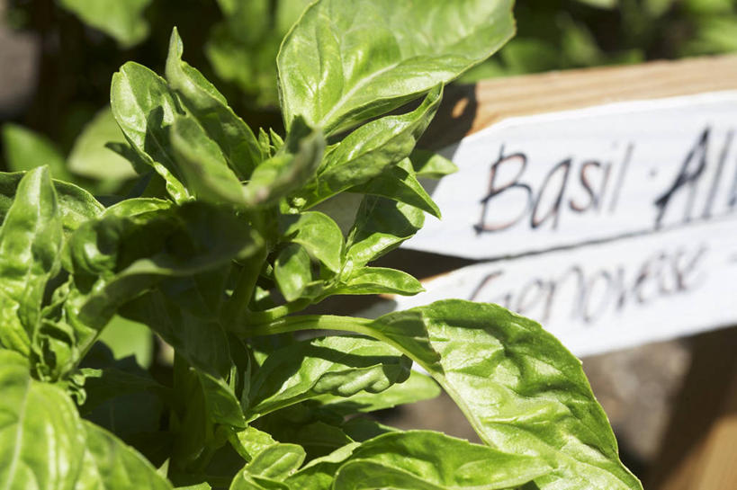 无人,菜场,横图,室外,特写,白天,正面,购物,消费,植物,叶子,阴影,朦胧,模糊,光线,英文,标签,标志,文字,影子,字符,字母,香料,绿叶,草药,集市,市场,标识,中药,阳光,香草,嫩叶,金融,英文字母,罗勒,紫苏,药材,中草药,选购,贸易,九层塔,圣约瑟夫草,甜罗勒,兰香,中药材,本草,菜市,叶,叶片,彩图,菜市场