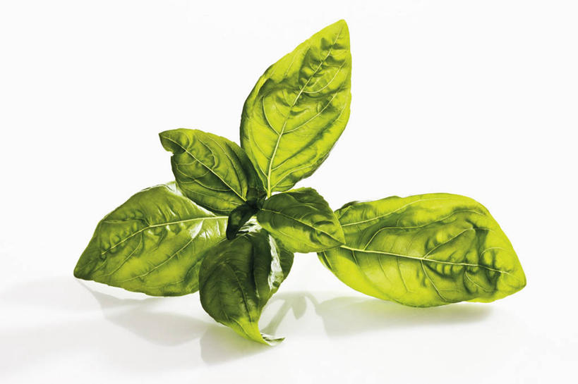 无人,横图,俯视,室内,特写,白天,白色背景,植物,餐桌,桌子,叶子,阴影,反射,纹理,影子,香料,绿叶,草药,中药,绿色,香草,嫩叶,摄影,影棚,餐台,罗勒,紫苏,药材,中草药,九层塔,圣约瑟夫草,甜罗勒,兰香,中药材,本草,肌理,叶,叶片,叶脉,彩图,高角度拍摄,影棚拍摄,拍摄