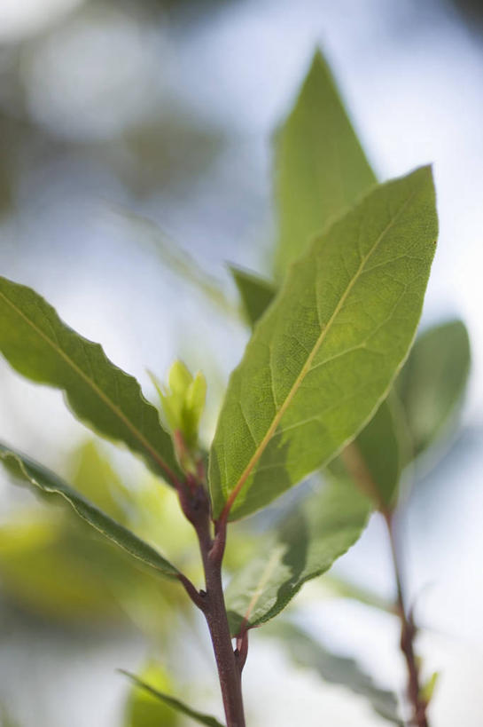 无人,竖图,室外,特写,白天,仰视,美景,植物,叶子,阴影,朦胧,模糊,光线,影子,景观,绿叶,枝条,树,树木,树枝,绿色,阳光,自然,嫩叶,景色,生长,成长,草本,自然风光,月桂叶,香叶,天竺桂,香桂叶,桂叶,虬枝,枝杈,月桂,叶,叶片,彩图,低角度拍摄