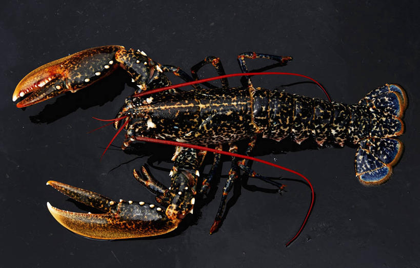 海鲜,龙虾,无人,横图,俯视,室内,特写,白天,餐桌,桌子,阴影,黑色背景,反射,影子,虾,水产,海洋生物,一只,黑色,摄影,影棚,餐台,水生动物,海产品,水生物,海底动物,彩图,高角度拍摄,全身,影棚拍摄,拍摄