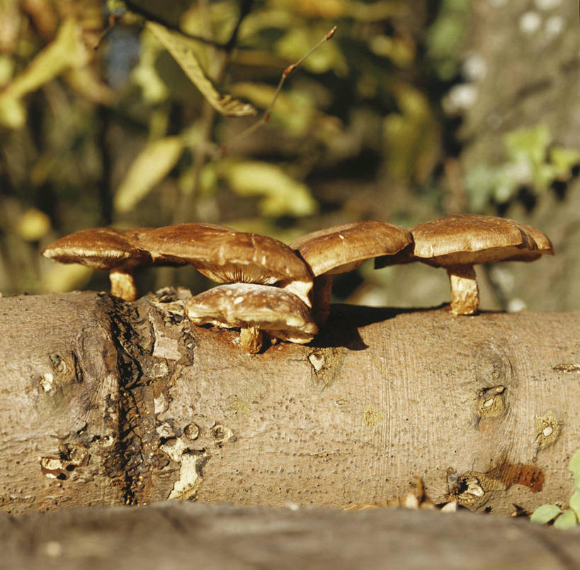 无人,横图,室外,特写,白天,正面,美景,蔬菜,阴影,朦胧,模糊,新鲜,光线,影子,景观,菌菇,香菇,食品,树桩,菌类,树,树干,食物,阳光,自然,木桩,食用菌,景色,有机食品,绿色食品,自然风光,彩图