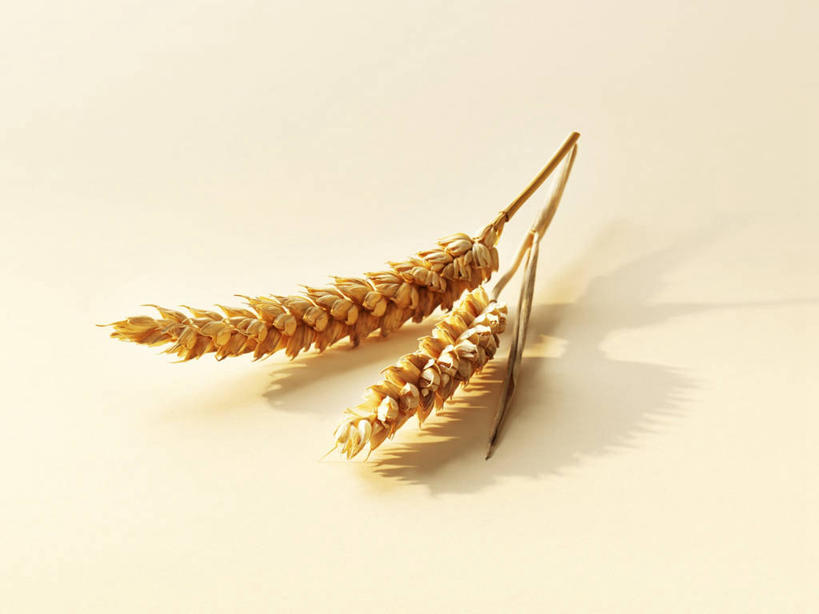 无人,横图,俯视,室内,特写,白天,白色背景,农作物,小麦,餐桌,桌子,阴影,反射,影子,谷物,四个,摄影,麦子,影棚,餐台,彩图,高角度拍摄,影棚拍摄,拍摄