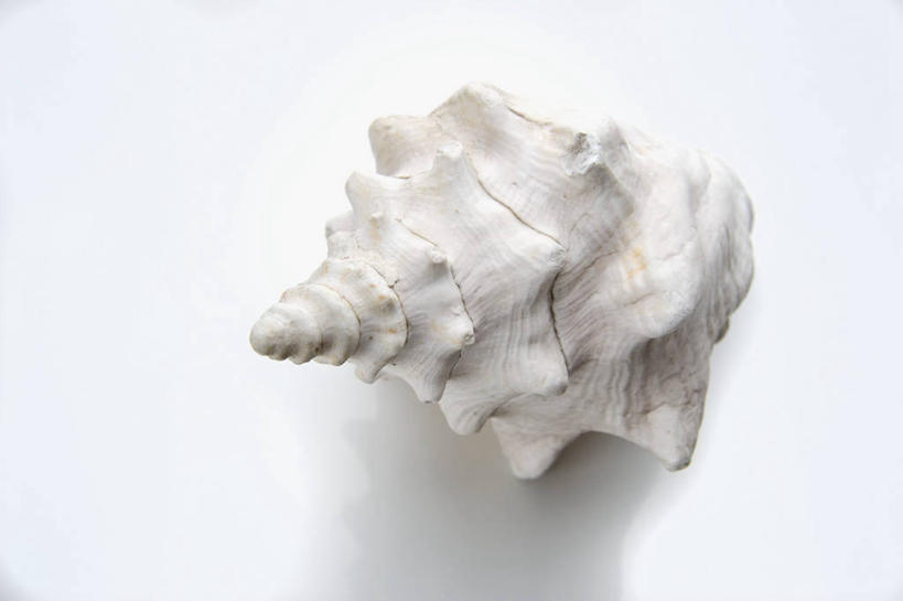 无人,横图,俯视,室内,特写,白天,白色背景,餐桌,桌子,静物,贝壳,阴影,反射,影子,一个,白色,摄影,影棚,单个,餐台,卫生,纯真,洁净,光明,恬静,中间色,朴素,清白,贝类外壳,海螺壳,软体动物外壳,彩图,高角度拍摄,影棚拍摄,拍摄