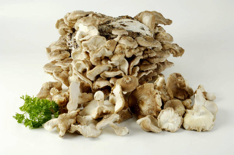 无人,横图,俯视,室内,特写,白天,白色背景,餐桌,桌子,蔬菜,叶子,一堆,许多,阴影,堆叠,堆积,新鲜,反射,影子,菌菇,香菇,食品,绿叶,菌类,食物,嫩叶,食用菌,摄影,有机食品,绿色食品,影棚,餐台,堆,叶,叶片,彩图,高角度拍摄,影棚拍摄,拍摄