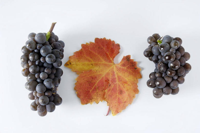 无人,横图,俯视,室内,特写,白天,白色背景,餐桌,桌子,葡萄,水果,叶子,阴影,新鲜,反射,影子,生食,食品,枫叶,果实,枯叶,落叶,两串,食物,黄色,红色,摄影,有机食品,绿色食品,影棚,餐台,枫树叶,叶,叶片,山葫芦,蒲桃,草龙珠,彩图,高角度拍摄,影棚拍摄,拍摄