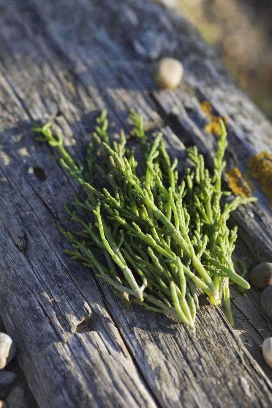 无人,竖图,俯视,室外,特写,白天,植物,餐桌,桌子,叶子,阴影,朦胧,模糊,光线,木制,影子,调味,香料,佐料,绿叶,草药,药草,中药,阳光,木制品,嫩叶,餐台,配料,药材,中草药,中药材,本草,作料,叶,叶片,彩图,高角度拍摄,山叉明棵,扎蓬棵,猪毛菜