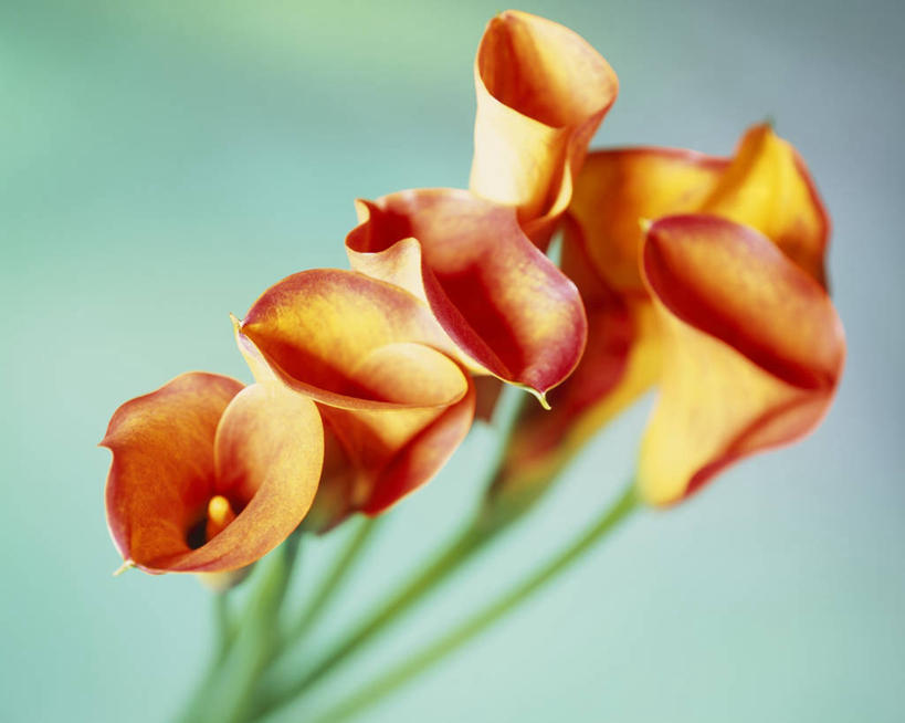 无人,横图,俯视,室内,特写,白天,纯洁,马蹄莲,许多,阴影,蓝色背景,朦胧,模糊,盛开,反射,影子,花蕾,花,花瓣,花朵,鲜花,虔诚,粉色,红色,花苞,花蕊,摄影,影棚,希望,优雅,高贵,纯净,马蹄兰,博爱,永恒,尊贵,高洁,慈菇花,圣洁,水芋,水芋马,彩图,高角度拍摄,影棚拍摄,拍摄