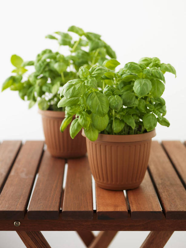 无人,竖图,俯视,室内,特写,白天,白色背景,植物,餐桌,桌子,叶子,阴影,反射,木制,盆栽,影子,调味,香料,佐料,绿叶,草药,盆景,中药,两个,绿色,自然,木制品,香草,嫩叶,摄影,影棚,生长,成长,餐台,罗勒,配料,紫苏,药材,中草药,九层塔,圣约瑟夫草,甜罗勒,兰香,中药材,本草,作料,叶,叶片,彩图,高角度拍摄,影棚拍摄,拍摄