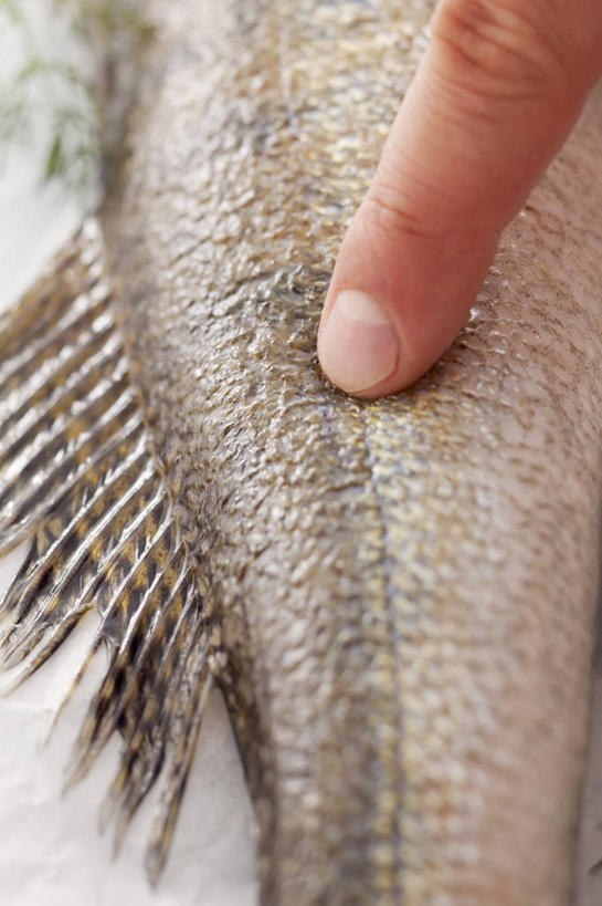 海鲜,西方人,手,一个人,摸,竖图,俯视,室内,特写,白天,餐桌,桌子,欧洲,欧洲人,仅一个男性,仅一个人,一条,抚摸,阴影,反射,鱼,影子,水产,鱼类,海洋生物,仅一个年轻男性,手部,餐台,单手,水生动物,海产品,水生物,海底动物,男人,男性,年轻男性,白种人,触摸,接触,半身,彩图,高角度拍摄