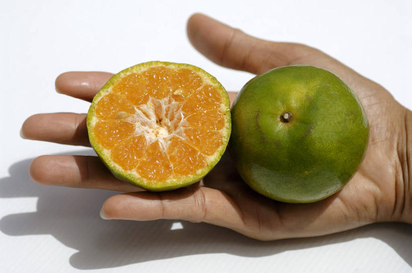 东方人,手,一个人,捧,横图,俯视,室内,特写,白天,白色背景,餐桌,桌子,水果,亚洲,仅一个年轻女性,仅一个女性,仅一个人,阴影,新鲜,反射,影子,生食,食品,果实,黄种人,食物,两个,手部,摄影,有机食品,绿色食品,影棚,餐台,单手,横截面,剖面,截面,截面图形,年轻女性,女人,女性,亚洲人,端,端着,捧着,手捧,半身,彩图,高角度拍摄,影棚拍摄,拍摄