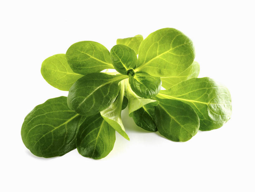 无人,横图,俯视,室内,特写,白天,白色背景,餐桌,桌子,蔬菜,叶子,阴影,新鲜,反射,影子,食品,绿叶,食物,嫩叶,摄影,有机食品,绿色食品,影棚,餐台,叶,叶片,彩图,高角度拍摄,影棚拍摄,拍摄