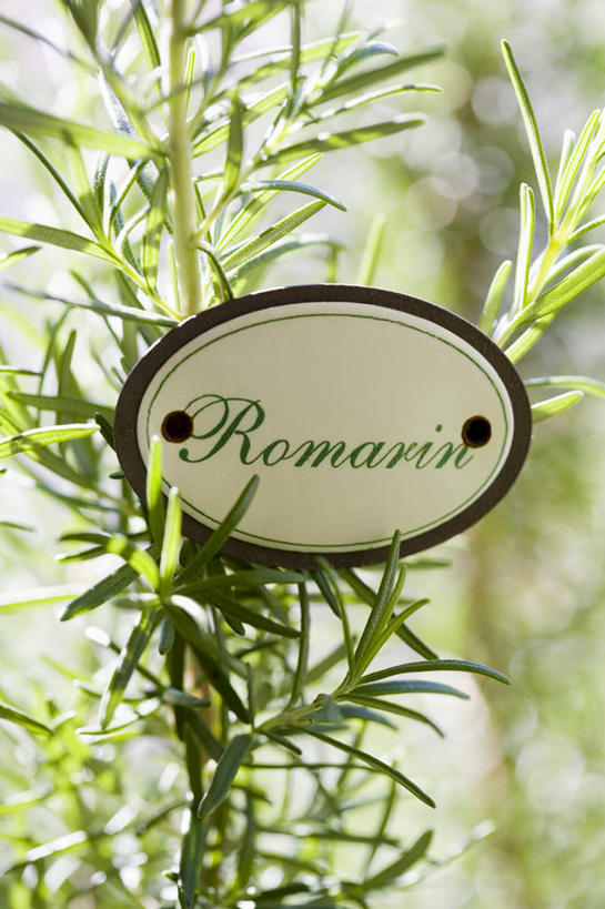 无人,竖图,室外,特写,白天,正面,植物,叶子,阴影,朦胧,模糊,光线,英文,标签,标志,文字,纹理,影子,字符,字母,绿叶,标识,绿色,阳光,嫩叶,英文字母,迷迭香,肌理,海洋之露,叶,叶片,叶脉,彩图