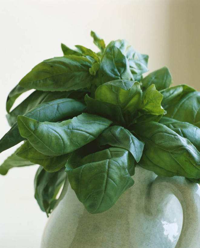 无人,竖图,俯视,室内,特写,白天,植物,叶子,阴影,反射,壶,纹理,影子,香料,绿叶,草药,中药,水壶,一个,绿色,茶壶,容器,香草,嫩叶,单个,罗勒,紫苏,药材,中草药,九层塔,圣约瑟夫草,甜罗勒,兰香,中药材,本草,肌理,叶,叶片,叶脉,彩图,高角度拍摄