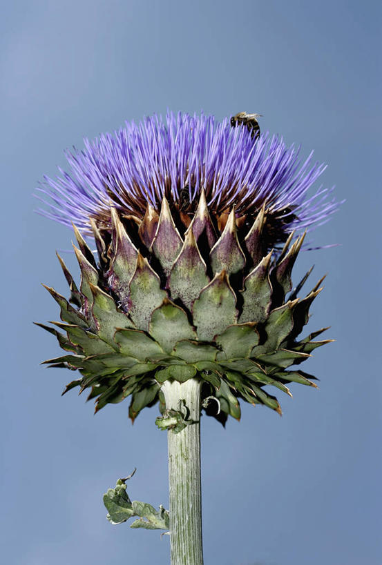 无人,竖图,室外,特写,白天,仰视,蔬菜,阴影,新鲜,盛开,光线,影子,朝鲜蓟,食品,花蕾,花,花瓣,花朵,鲜花,食物,蓝色,蓝天,天空,阳光,天,花苞,花蕊,洋蓟,有机食品,绿色食品,晴朗,万里无云,晴空,晴空万里,彩图,低角度拍摄,菜蓟,法国百合,球洋蓟,蔬菜之皇,洋百合