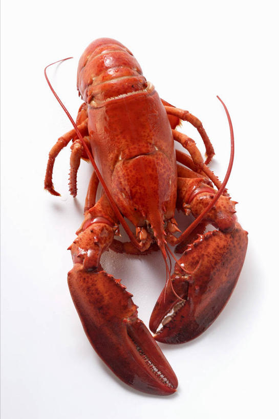 海鲜,龙虾,无人,竖图,俯视,室内,特写,白天,白色背景,桌面,桌子,阴影,反射,木制,影子,虾,水产,海洋生物,一只,红色,木制品,摄影,影棚,水生动物,海产品,水生物,海底动物,彩图,高角度拍摄,全身,影棚拍摄,拍摄