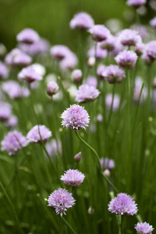 无人,竖图,室外,特写,白天,正面,美景,植物,蔬菜,朦胧,模糊,新鲜,盛开,景观,葱,食品,草药,药草,葱花,花蕾,中药,花,花瓣,花朵,鲜花,食物,绿色,自然,花苞,花蕊,景色,有机食品,绿色食品,生长,成长,细香葱,香葱,自然风光,药材,中草药,中药材,本草,彩图