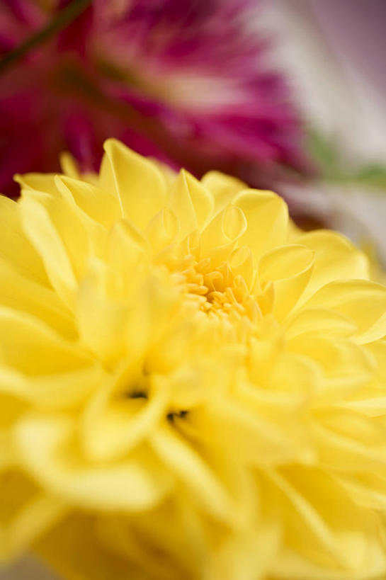 无人,竖图,俯视,室内,特写,白天,朦胧,模糊,盛开,透明,大丽花,辉煌,花蕾,花,花瓣,花朵,鲜花,一朵,黄色,花苞,花蕊,健康,菊花,活泼,希望,大理花,暖色,光辉,大丽菊,富丽,大方,光明,功名,轻快,彩图,高角度拍摄