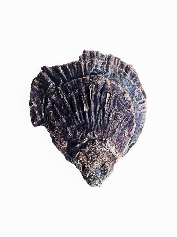 海鲜,无人,竖图,俯视,室内,特写,白天,白色背景,桌面,桌子,阴影,反射,木制,影子,牡蛎,水产,海洋生物,一个,木制品,摄影,影棚,单个,生蚝,水生动物,海产品,水生物,海底动物,彩图,高角度拍摄,影棚拍摄,拍摄