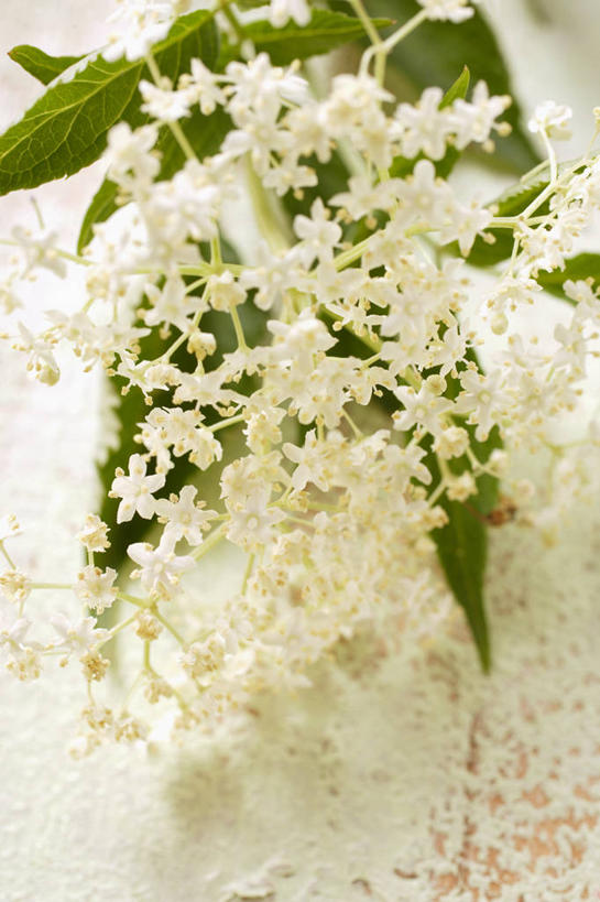 无人,竖图,俯视,室内,特写,白天,植物,桌面,桌子,叶子,阴影,盛开,反射,木制,纹理,影子,绿叶,花蕾,花,花瓣,花朵,鲜花,绿色,木制品,花苞,花蕊,嫩叶,肌理,叶,叶片,叶脉,彩图,高角度拍摄