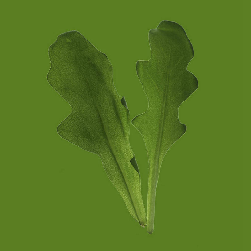 无人,竖图,俯视,室内,特写,白天,植物,桌面,桌子,蔬菜,叶子,绿色背景,阴影,新鲜,反射,木制,纹理,影子,食品,绿叶,食物,绿色,木制品,嫩叶,摄影,有机食品,绿色食品,影棚,芝麻菜,肌理,德国芥菜,火箭生莱,芸芥,芝麻叶,紫花南芥,叶,叶片,叶脉,彩图,高角度拍摄,影棚拍摄,拍摄