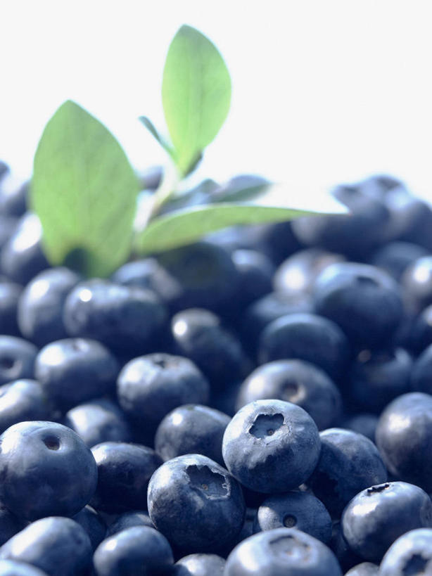 无人,竖图,俯视,室内,特写,白天,白色背景,植物,桌面,桌子,浆果,蓝莓,水果,叶子,一堆,许多,阴影,堆叠,堆积,新鲜,反射,木制,纹理,影子,生食,食品,果实,绿叶,很多,食物,蓝色,绿色,木制品,嫩叶,摄影,有机食品,绿色食品,影棚,堆,肌理,叶,叶片,叶脉,山都柿,蓝浆果,蓝靛果,彩图,高角度拍摄,影棚拍摄,拍摄