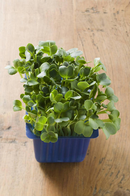 无人,竖图,俯视,室内,特写,白天,植物,桌面,桌子,芹菜,蔬菜,叶子,阴影,新鲜,反射,木制,纹理,影子,塑料,食品,绿叶,盒子,食物,一个,蓝色,绿色,木制品,容器,塑料制品,嫩叶,有机食品,绿色食品,单个,储藏,储存,肌理,根芹菜,根洋芹,球根塘蒿,叶,叶片,叶脉,药芹,水芹,旱芹,彩图,高角度拍摄,贮存