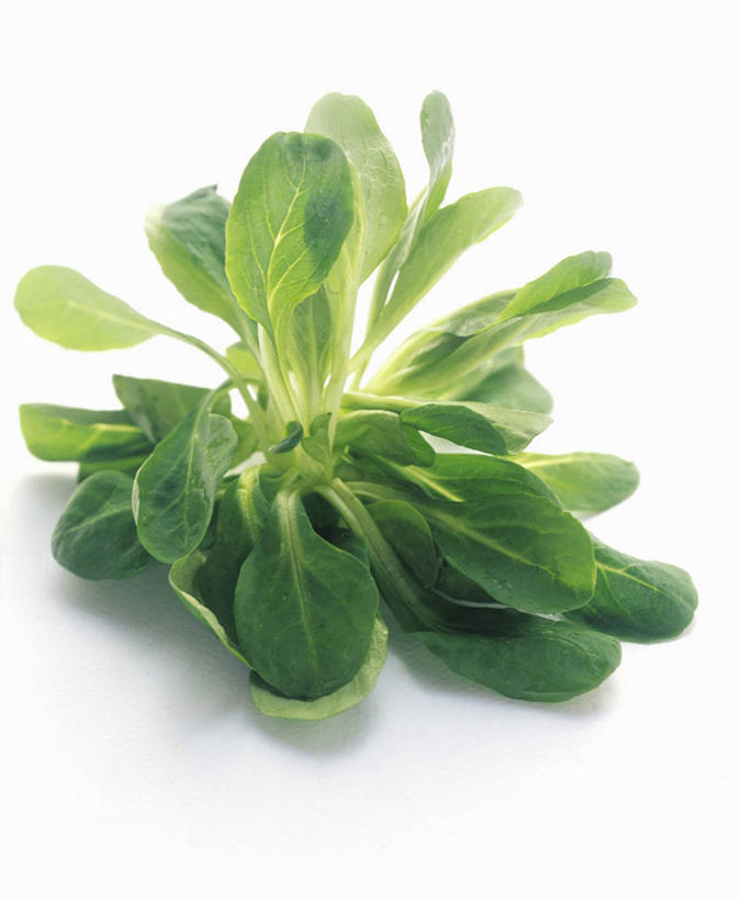 无人,竖图,俯视,室内,特写,白天,白色背景,植物,桌面,桌子,蔬菜,叶子,阴影,新鲜,反射,木制,纹理,影子,食品,绿叶,食物,绿色,木制品,嫩叶,摄影,有机食品,绿色食品,影棚,豆瓣菜,肌理,水蔊菜,水田芥菜,水茼蒿,西洋菜,叶,叶片,叶脉,彩图,高角度拍摄,影棚拍摄,拍摄